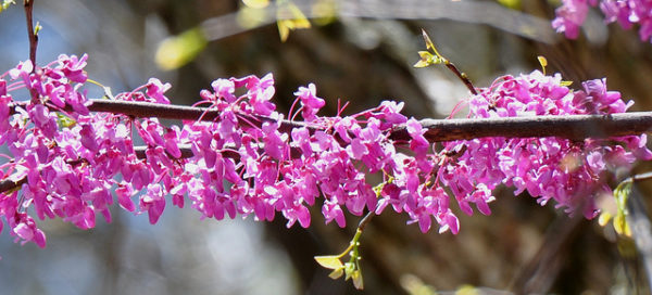 Eastern redbud tree